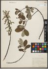 Foto von Salix sitchensis Sanson ex Bong.